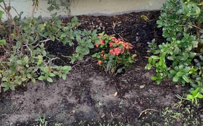 Photo of Emily W.'s yard after getting landscaping in New Orleans, LA