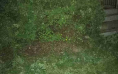 Photo of Nicole K.'s yard after getting landscaping in Lindstrom, MN