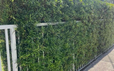 Photo of Lori F.'s yard after getting landscaping in Miami, FL