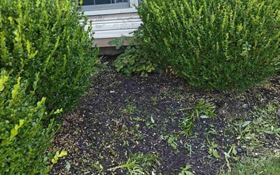 Photo of David H.'s yard after getting landscaping in Corning, OH