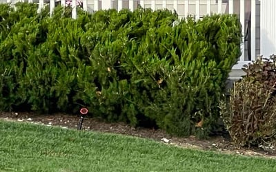 Photo of Patrick M.'s yard after getting landscaping in Festus, MO