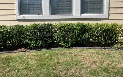 Photo of Curtis P.'s yard after getting tree care in Clovis, CA