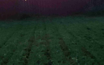 Photo of Pamela W.'s yard after getting landscaping in Alpine, CA