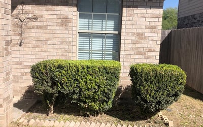 Photo of Renee T.'s yard after getting landscaping in Christine, TX