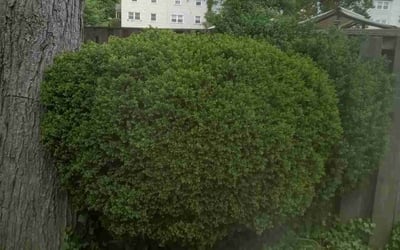 Photo of Cal G.'s yard after getting landscaping in Upper Marlboro, MD