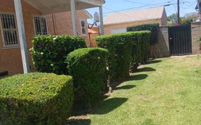 Photo of Marilyn W.'s yard after getting landscaping in Redondo Beach, CA