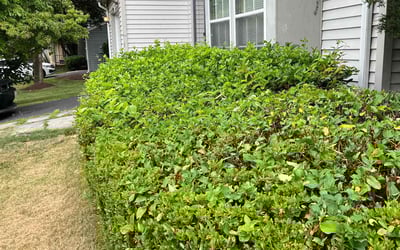 Photo of Greg S.'s yard after getting landscaping in Glenn Dale, MD