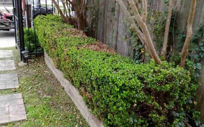 Photo of William J.'s yard after getting landscaping in Rye, TX