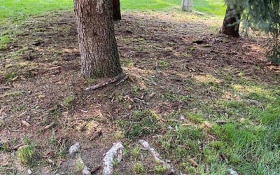 Photo of Christopher S.'s yard after getting landscaping in Port Huron, MI