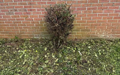 Photo of Keno C.'s yard after getting tree care in Chester, SC