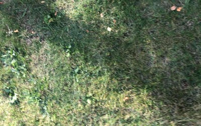 Photo of Cheryl R.'s yard after getting landscaping in Belgium, WI