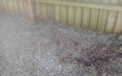 Photo of Lynn B.'s yard after getting landscaping in Williamsport, OH