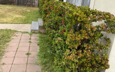 Photo of Julie M.'s yard after getting landscaping in Cardiff By The Sea, CA