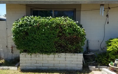 Photo of Bruce P.'s yard after getting landscaping in Casa Grande, AZ