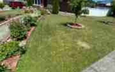 Photo of Florus w.'s yard after getting lawn care in Rosedale, MD