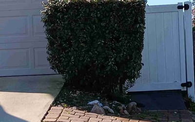 Photo of Eve H.'s yard after getting tree care in Atlantic Beach, FL