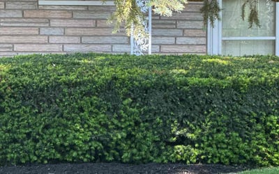 Photo of Ralph B.'s yard after getting landscaping in Davenport, IA