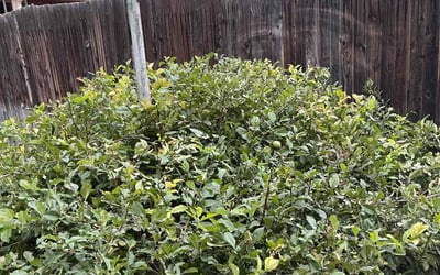 Photo of Jason K.'s yard after getting landscaping in Sedalia, CO
