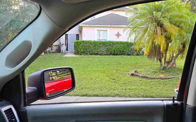 Photo of Merna T.'s yard after getting landscaping in Minneola, FL