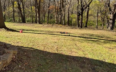 Photo of Cathy B.'s yard after getting landscaping in Grain Valley, MO