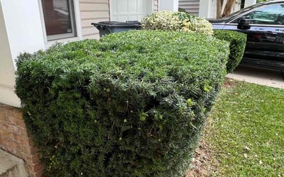 Photo of Susan F.'s yard after getting landscaping in Barnesville, MD
