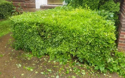 Photo of Aaron R.'s yard after getting landscaping in Leesburg, VA