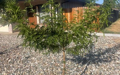 Photo of Rebecca M.'s yard after getting landscaping in Shingle Springs, CA