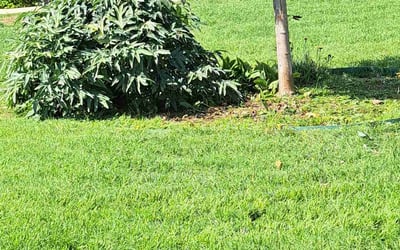 Photo of Anna M.'s yard after getting landscaping in Rose Hill, KS