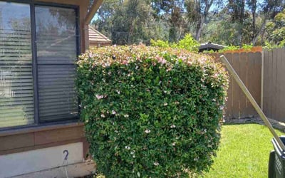 Photo of Mathilde T.'s yard after getting tree care in San Marcos, CA