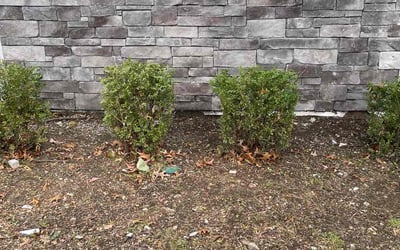 Photo of Kevin B.'s yard after getting landscaping in Dearborn, MO