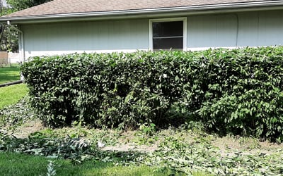 Photo of Craig D.'s yard after getting landscaping in Elkhorn, NE