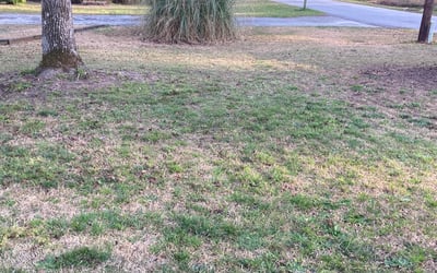 Photo of Michelle R.'s yard after getting landscaping in Rutledge, GA