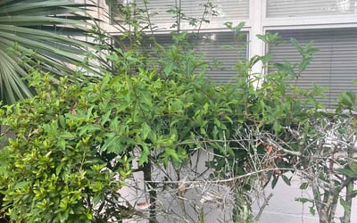 Photo of Lucille E.'s yard after getting landscaping in Penney Farms, FL