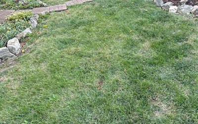 Photo of Shumeeke W.'s yard after getting tree care in Pleasant Hill, MO
