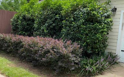 Photo of Carrie H.'s yard after getting landscaping in Chattahoochee, FL
