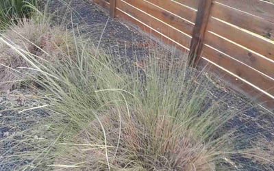 Photo of Corinne S.'s yard after getting landscaping in Granger, TX
