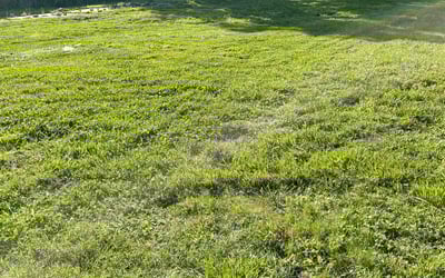 Photo of James W.'s yard after getting landscaping in Bohannon, VA