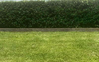 Photo of Latasha W.'s yard after getting landscaping in Mount Juliet, TN
