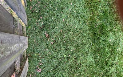 Photo of Matthew J.'s yard after getting tree care in Ft Mitchell, KY