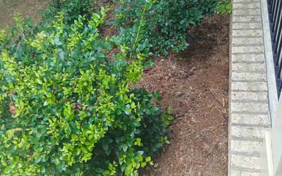 Photo of Kawana M.'s yard after getting tree care in Fayetteville, GA