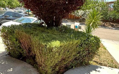 Photo of Antonia H.'s yard after getting tree care in Goleta, CA