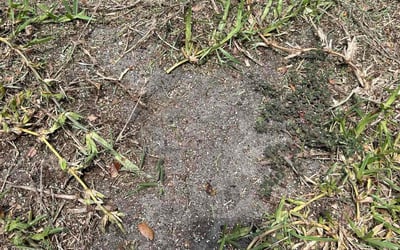 Photo of Patrick M.'s yard after getting landscaping in Land O' Lakes, FL