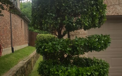 Photo of Maria B.'s yard after getting landscaping in Milford, TX