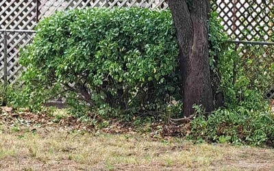 Photo of Jackie B.'s yard after getting landscaping in Rose Hill, KS