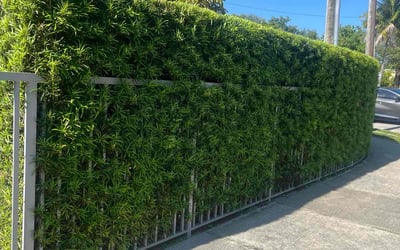 Photo of Lori F.'s yard after getting landscaping in Miami, FL