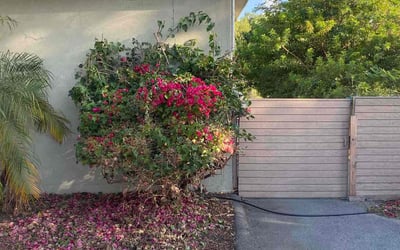 Photo of Emily V.'s yard after getting landscaping in Boulevard, CA