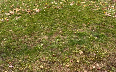 Photo of Nick D.'s yard after getting landscaping in Mayer, MN
