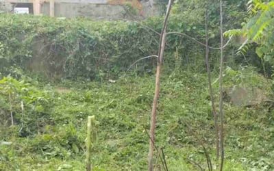 Photo of Dan R.'s yard after getting landscaping in Pittsburgh, PA