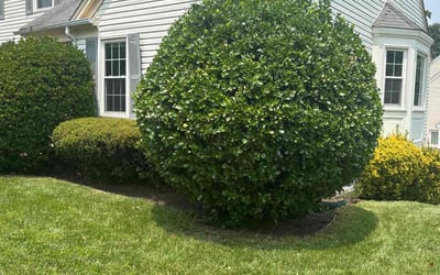 Photo of Garrett B.'s yard after getting landscaping in Springfield, VA