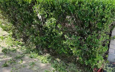 Photo of Sagar B.'s yard after getting tree care in Lindale, TX